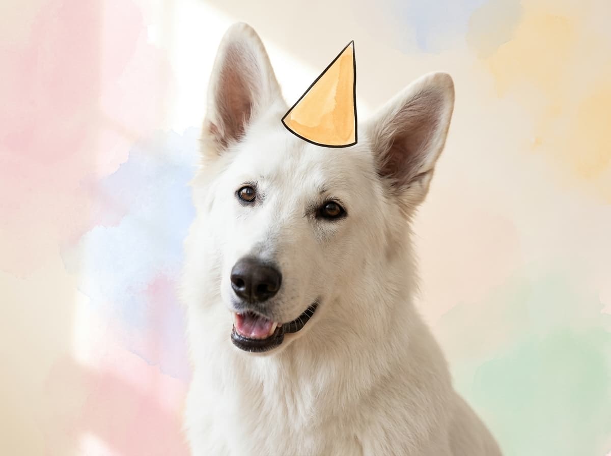 Illustration de couverture — Quelle nourriture pour un Berger Blanc Suisse ?