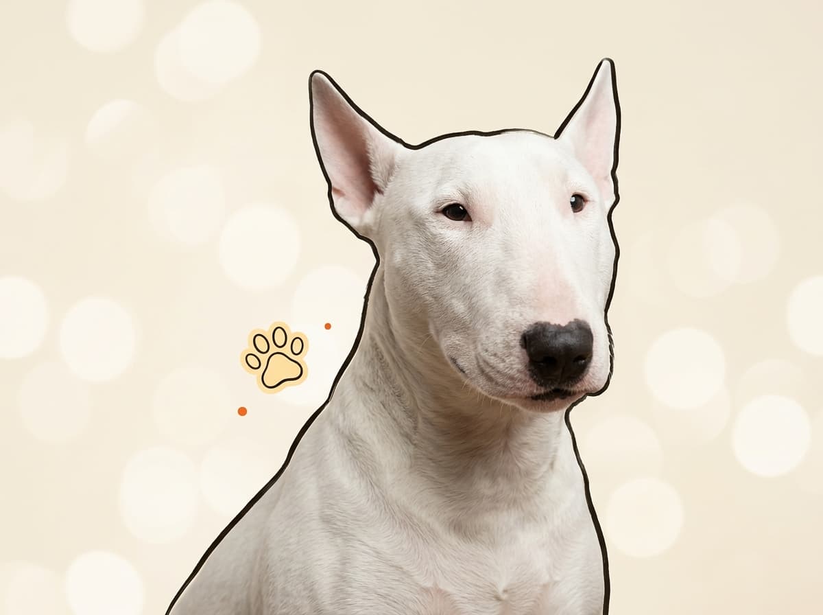 Illustration de couverture — Quelle nourriture pour un Bull Terrier ?