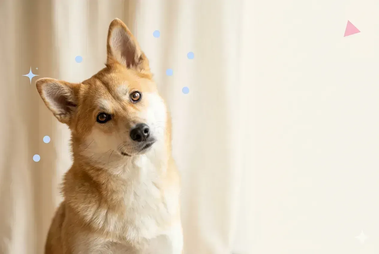 Illustration de couverture — Pourquoi mon chien sort ses croquettes de son bol pour manger ?
