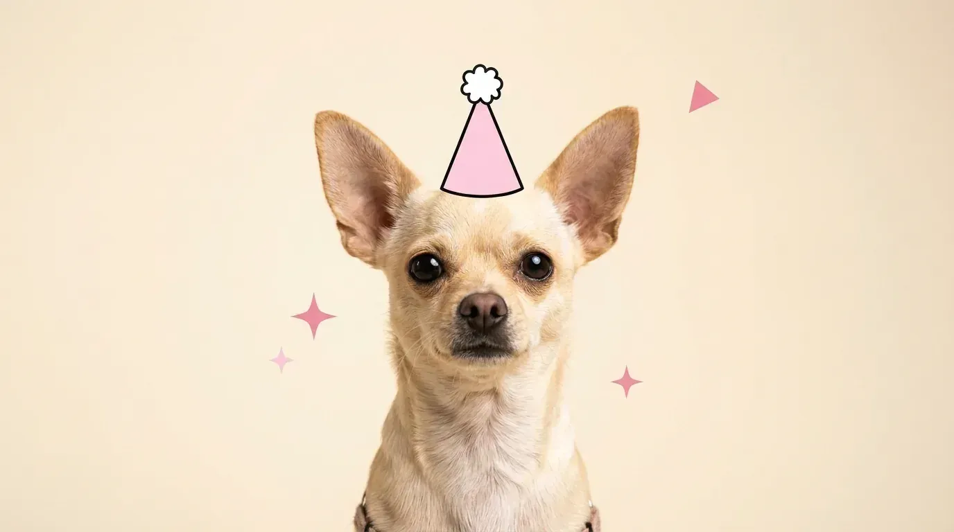 Illustration de couverture — Quelle nourriture pour un Chihuahua ?